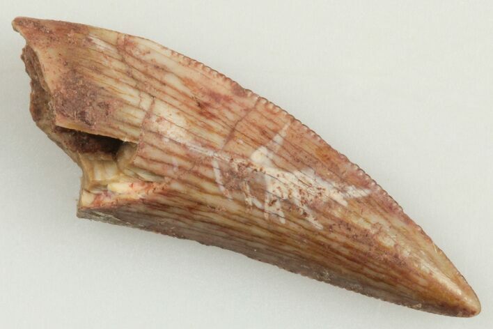 .61" Serrated, Triassic Reptile (Postosuchus?) Tooth - New Mexico